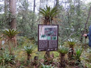 Bromelien mit Dokumentation im Parque Arví